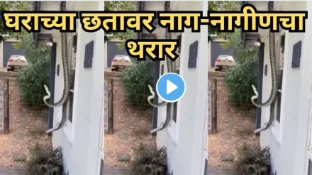 Shocking Snake Video