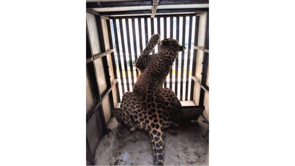 nagpur leopard trapped mla gaushala incident