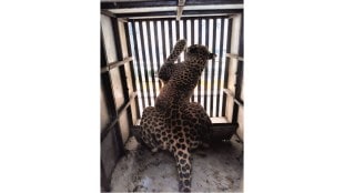 nagpur leopard trapped mla gaushala incident