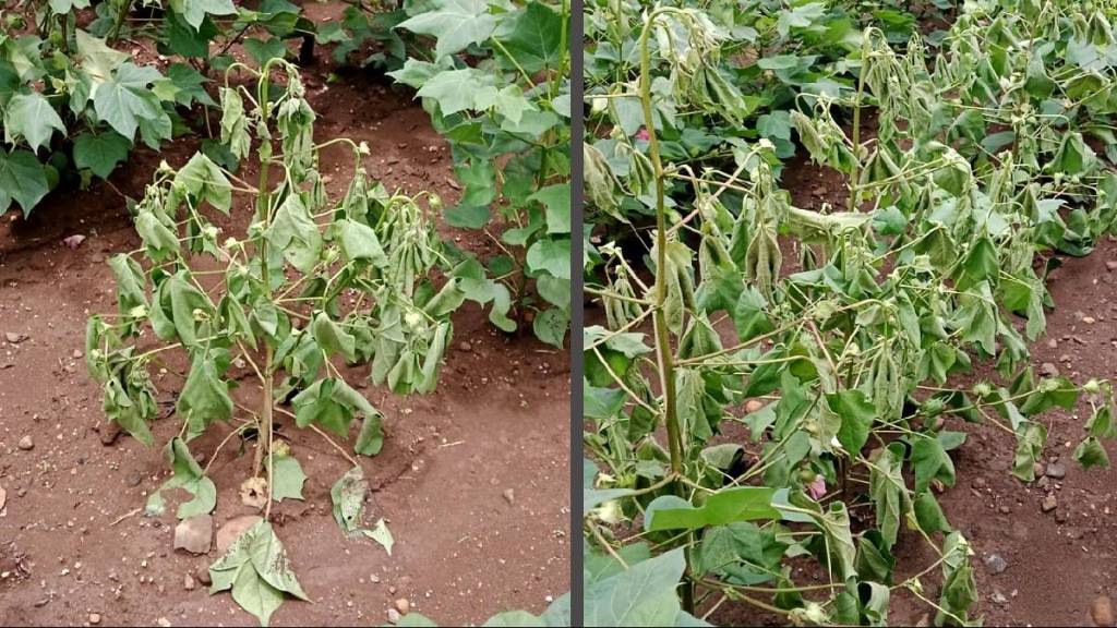 sudden wilt hits cotton crops in jalgaon after heavy rain