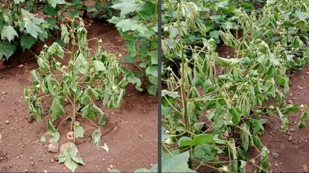 sudden wilt hits cotton crops in jalgaon after heavy rain