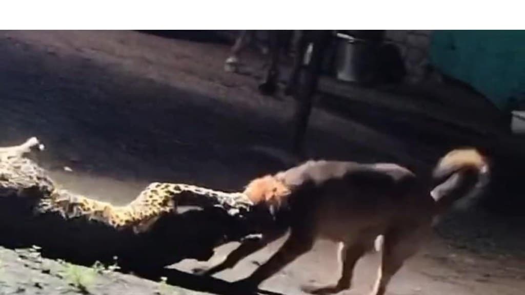 leopards in Nashik, leopard attacks Nashik, wildlife conflict Nashik, leopard human attack, Nashik animal incidents, leopard livestock attacks, Dindori leopard sighting, leopard safety Nashik, wildlife control Maharashtra, leopard rescue Nashik | नाशिकमध्ये बिबट्यांचे हल्ले, नाशिकमध्ये बिबट्याचे हल्ले, वन्यजीव संघर्ष नाशिक, बिबट्याचे मानवी हल्ले, नाशिकमधील प्राण्यांच्या घटना, बिबट्यांचे पशुधन हल्ले, दिंडोरी बिबट्याचे दर्शन, बिबट्याची सुरक्षा नाशिक, वन्यजीव नियंत्रण महाराष्ट्र, बिबट्या बचाव नाशिक