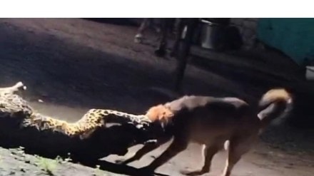leopards in Nashik, leopard attacks Nashik, wildlife conflict Nashik, leopard human attack, Nashik animal incidents, leopard livestock attacks, Dindori leopard sighting, leopard safety Nashik, wildlife control Maharashtra, leopard rescue Nashik | नाशिकमध्ये बिबट्यांचे हल्ले, नाशिकमध्ये बिबट्याचे हल्ले, वन्यजीव संघर्ष नाशिक, बिबट्याचे मानवी हल्ले, नाशिकमधील प्राण्यांच्या घटना, बिबट्यांचे पशुधन हल्ले, दिंडोरी बिबट्याचे दर्शन, बिबट्याची सुरक्षा नाशिक, वन्यजीव नियंत्रण महाराष्ट्र, बिबट्या बचाव नाशिक