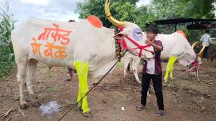 Slogans like “NAFED Go Back” were written on the backs of bulls to draw attention to the issues of onion farmers