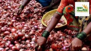 onion procurement India, NAFED onion purchase, NCCF onion buying, Nashik onion market