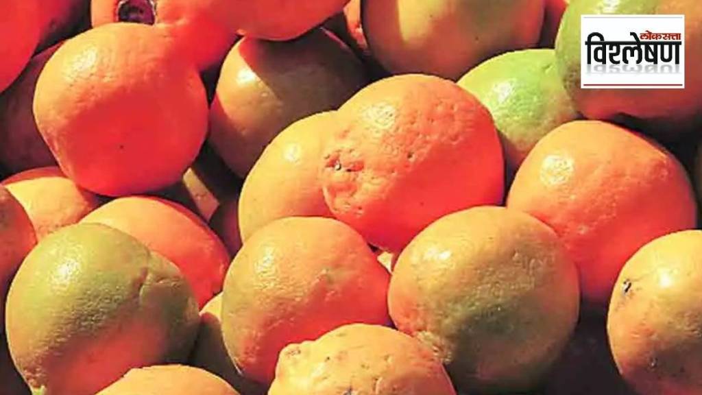 What is the condition of orange groves in Vidarbha