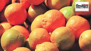 What is the condition of orange groves in Vidarbha