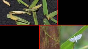 Rice crop in Shahapur is facing a crisis due to the pests