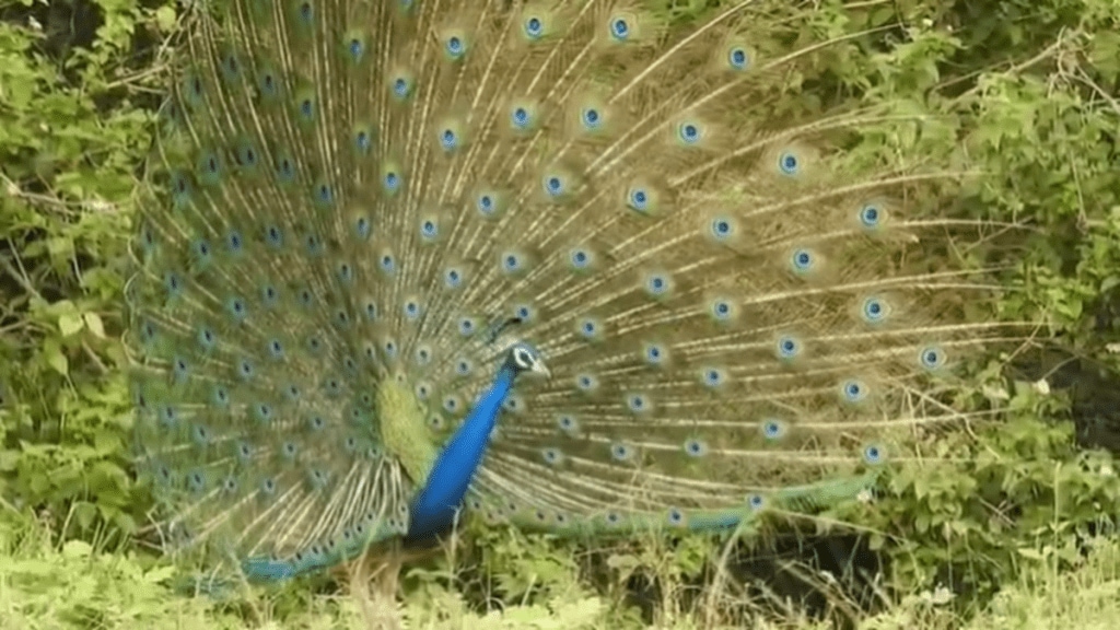 peacock dance Akola, mor dance, peacock mating ritual, Indian bird culture, Deepak Joshi bird photography,