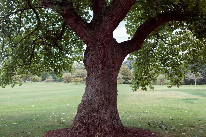 peepal tree beliefs vs science why sleeping beneath it at night is risky