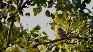 peepal tree beliefs vs science why sleeping beneath it at night is risky
