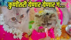 चंद्रकोर, गजरा अन्… डोहाळेजवणाला सजली चेरी मांजरीण! VIDEO तून होणाऱ्या बाबांचा थाट बघून तर खूपच हसाल