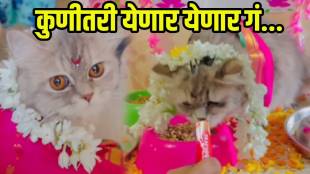 pet cat Dohalejevan ceremony viral video