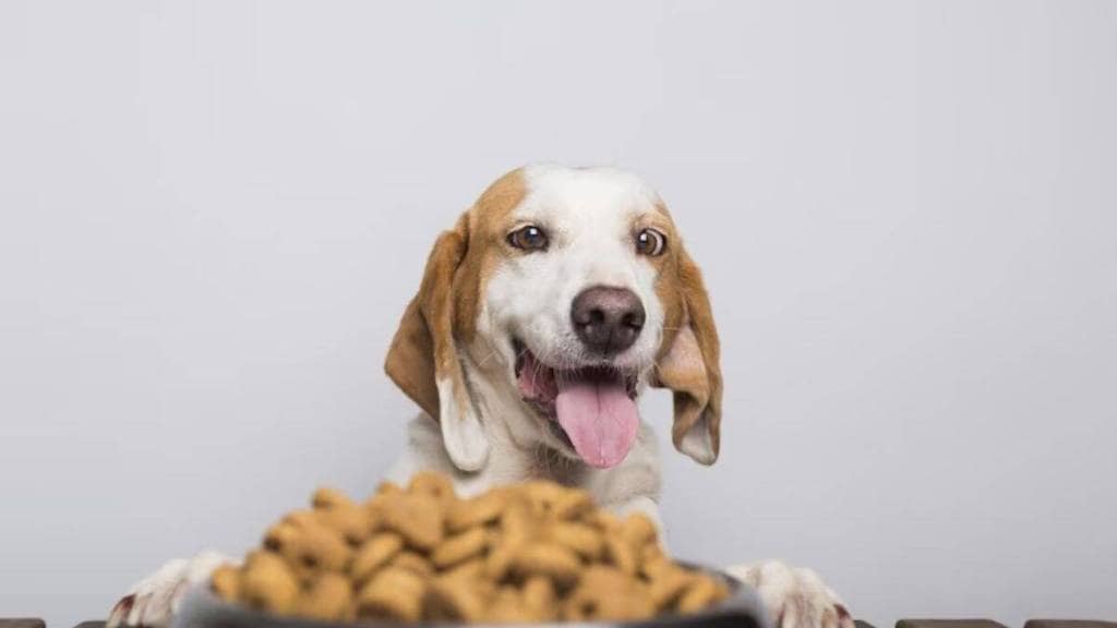 pet food and pet products industry news in marathi