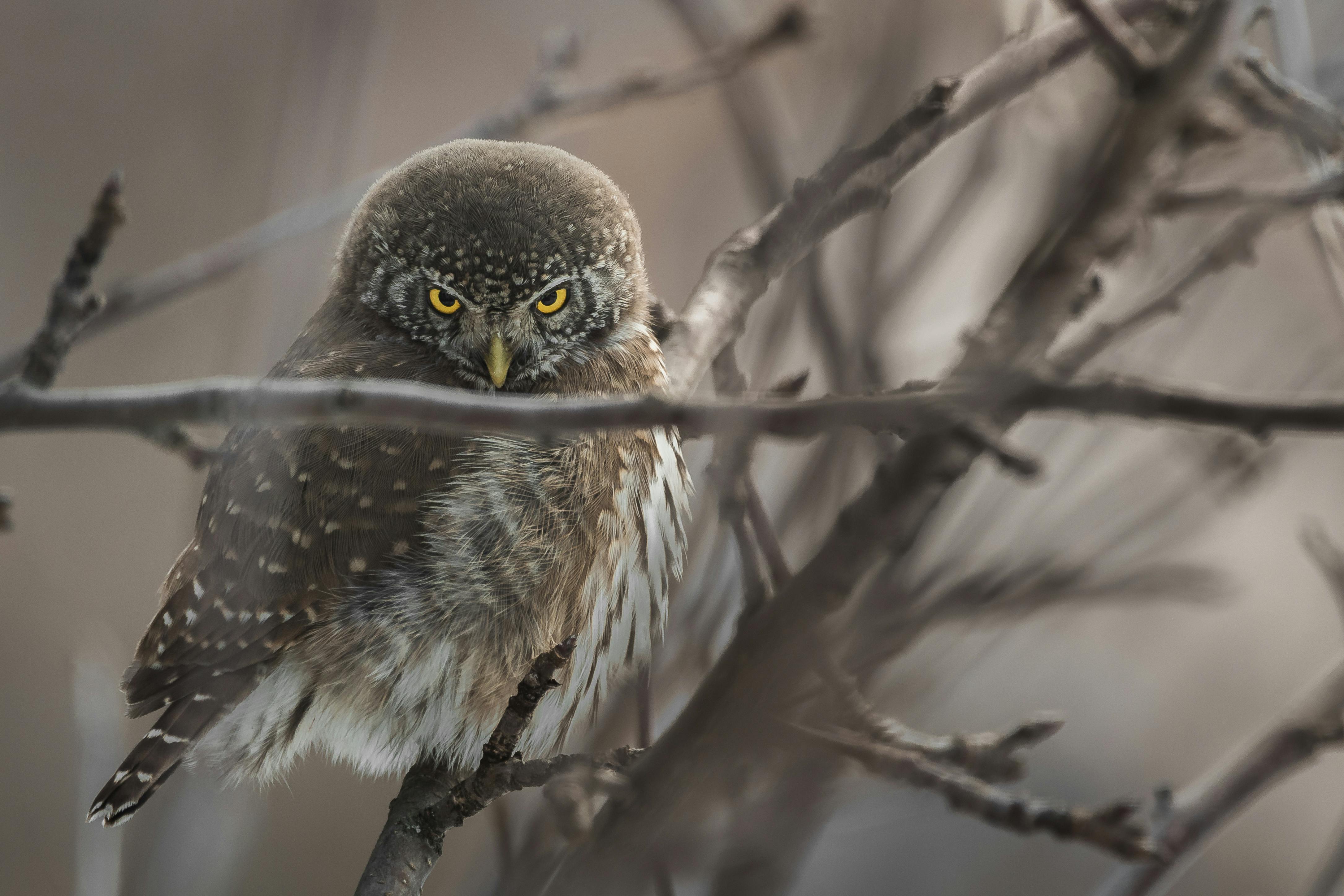Owls Sleep During the Day