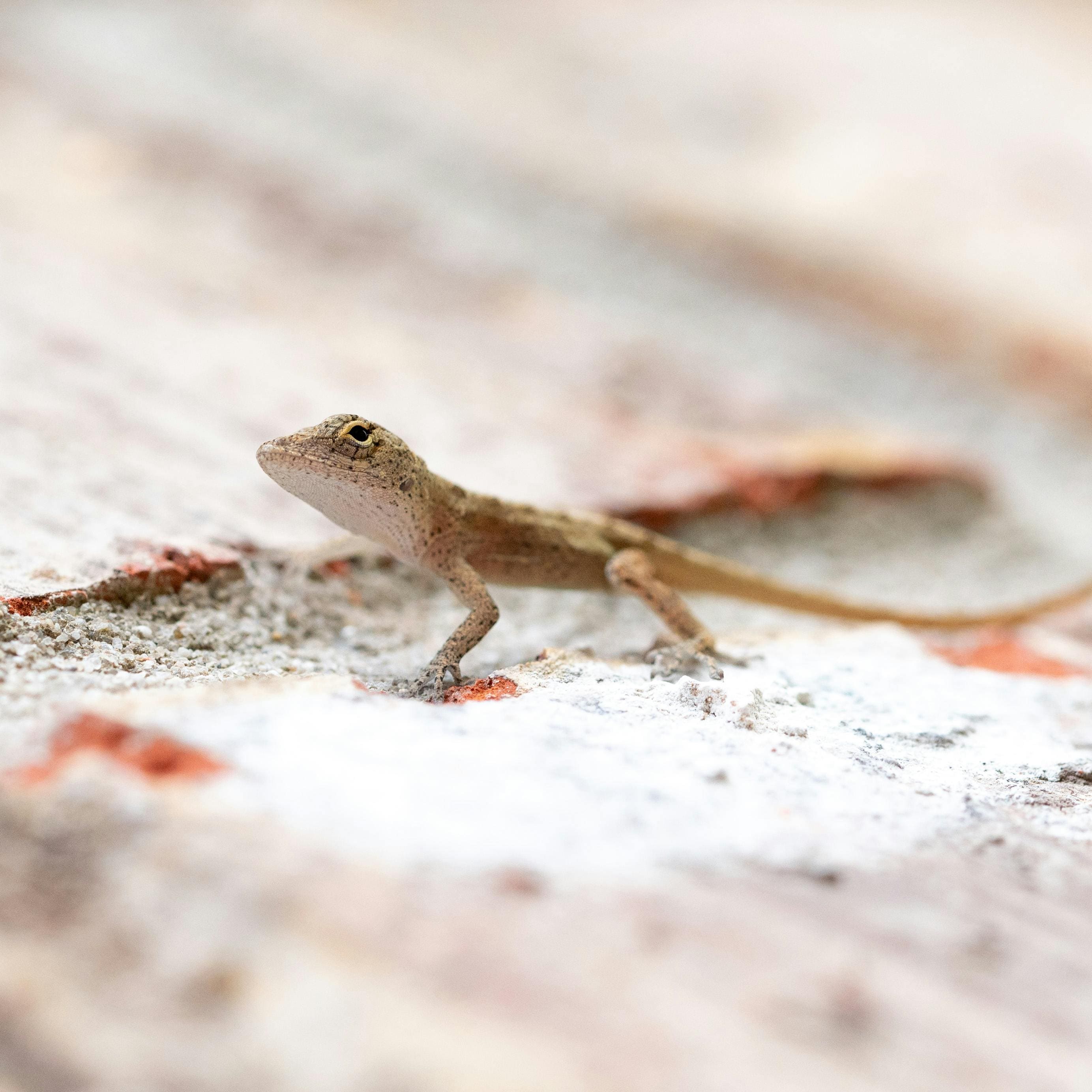 home remedies to keep lizards