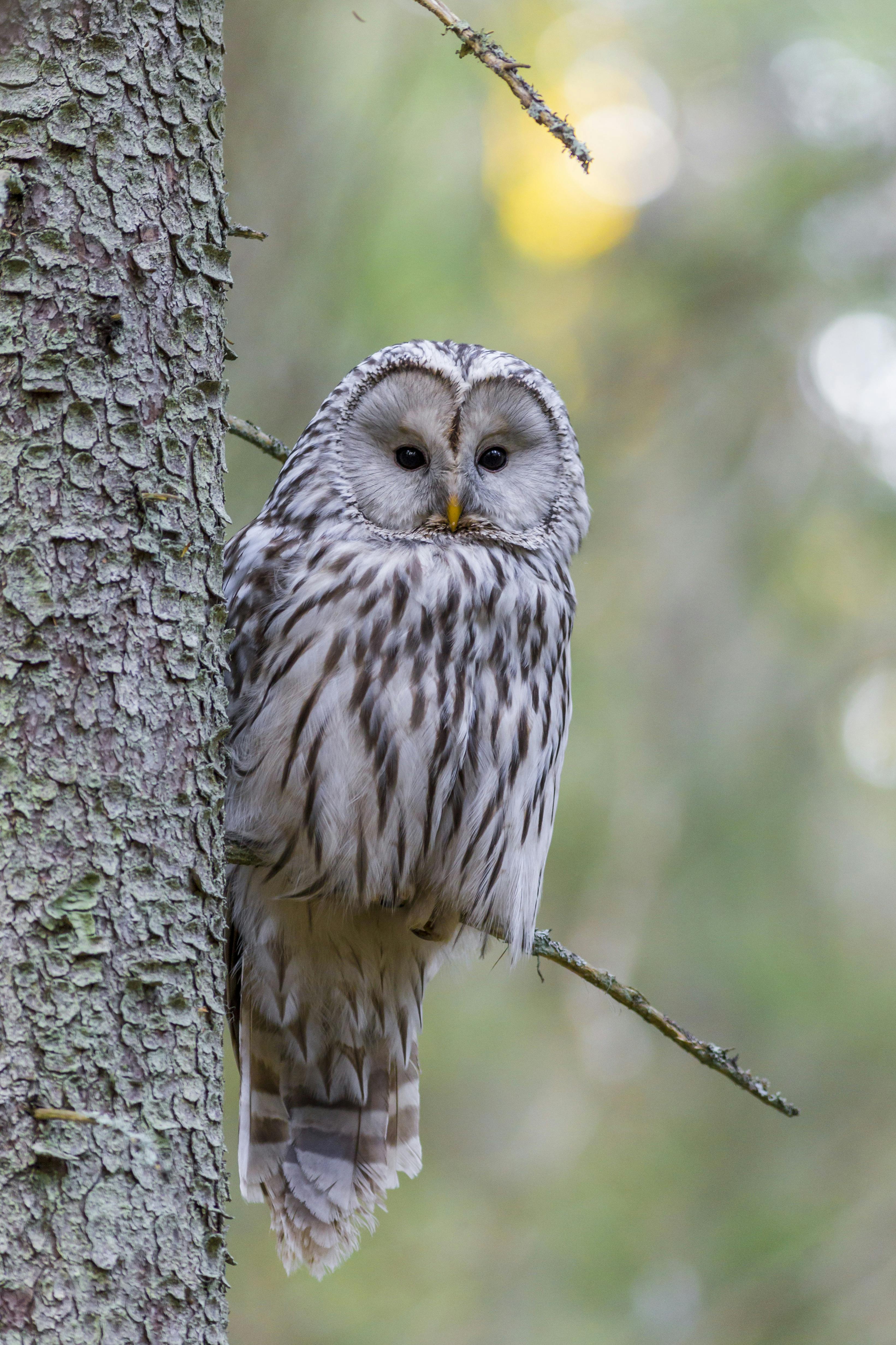 Owls Sleep During the Day