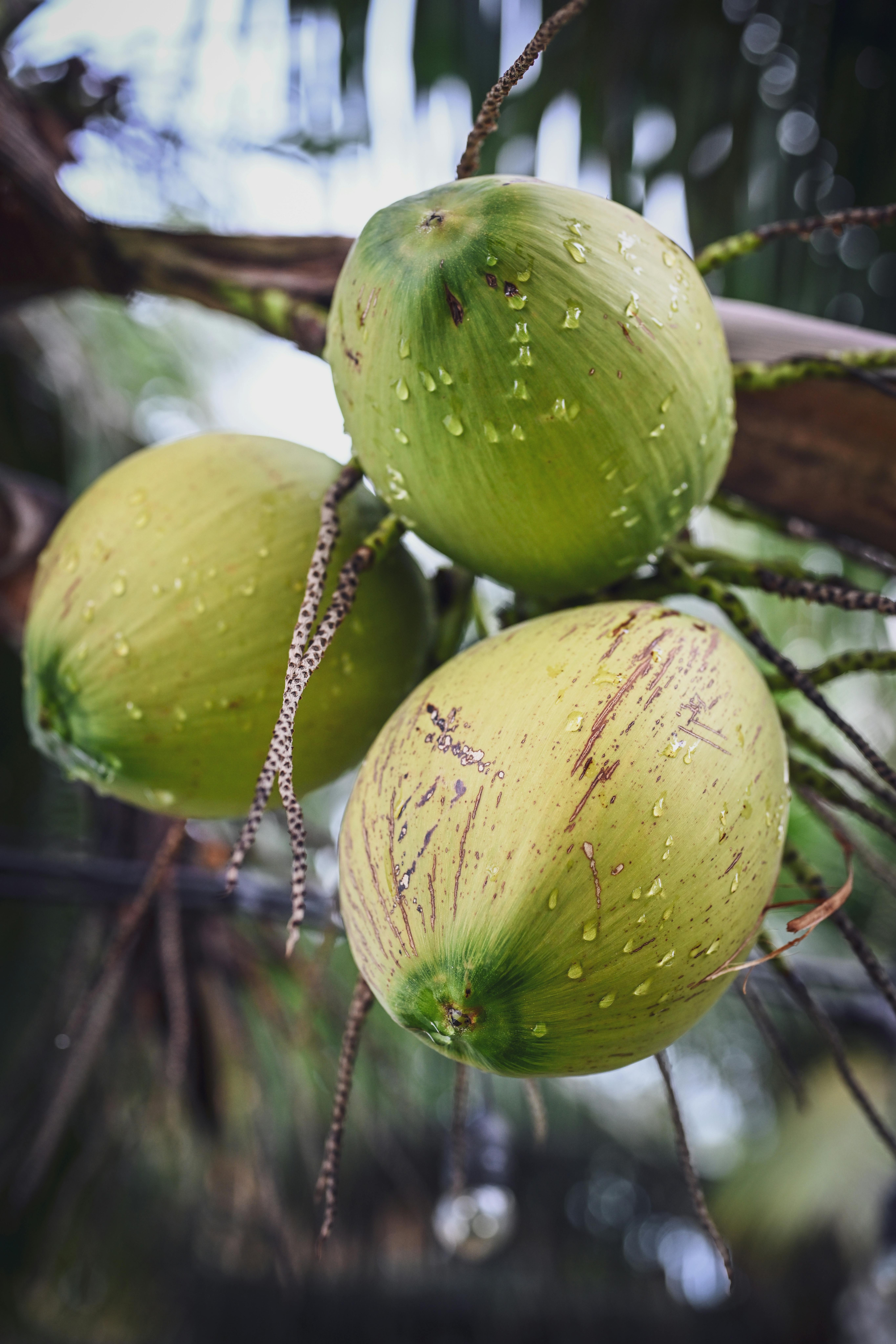 coconut water