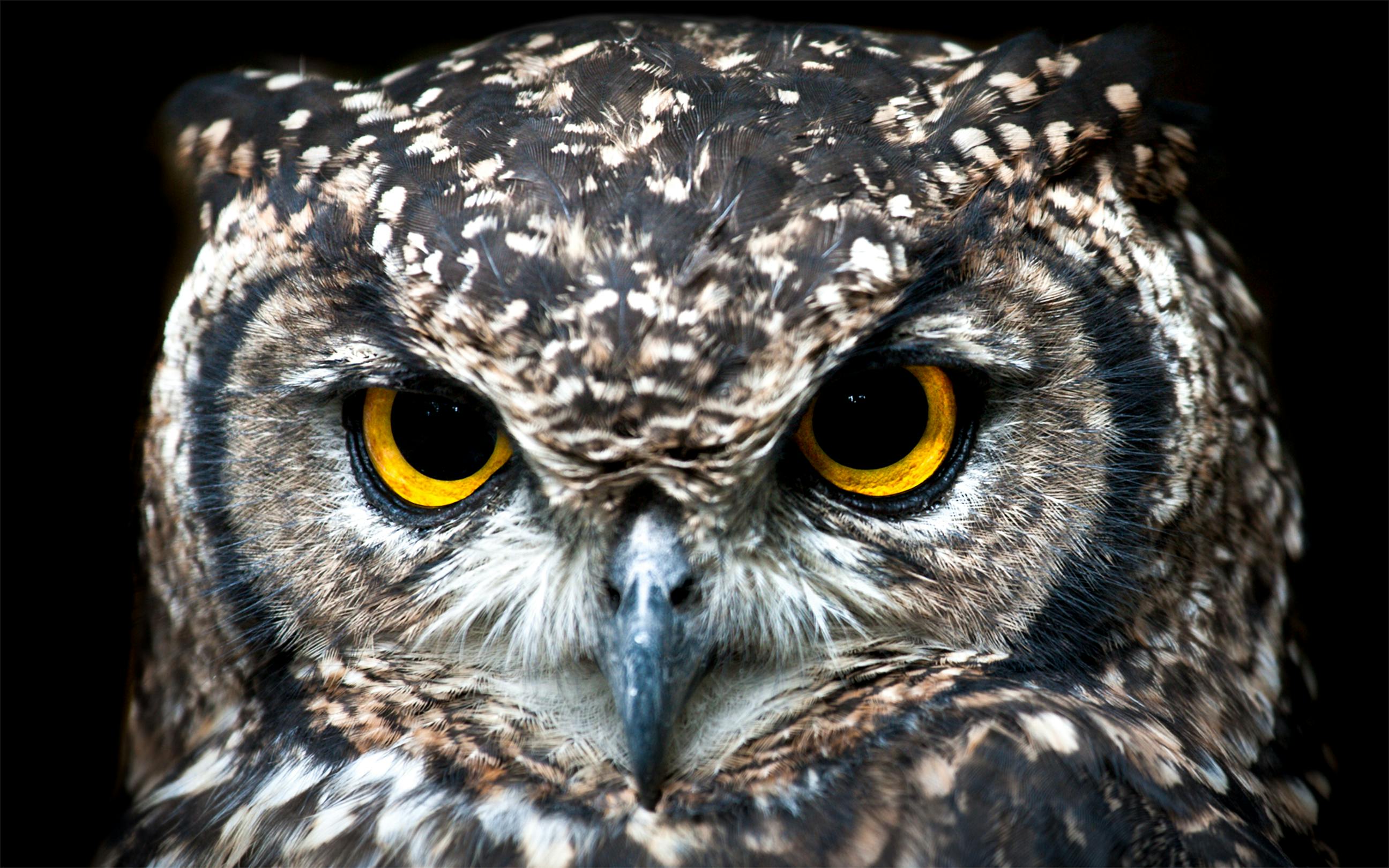 Owls Sleep During the Day