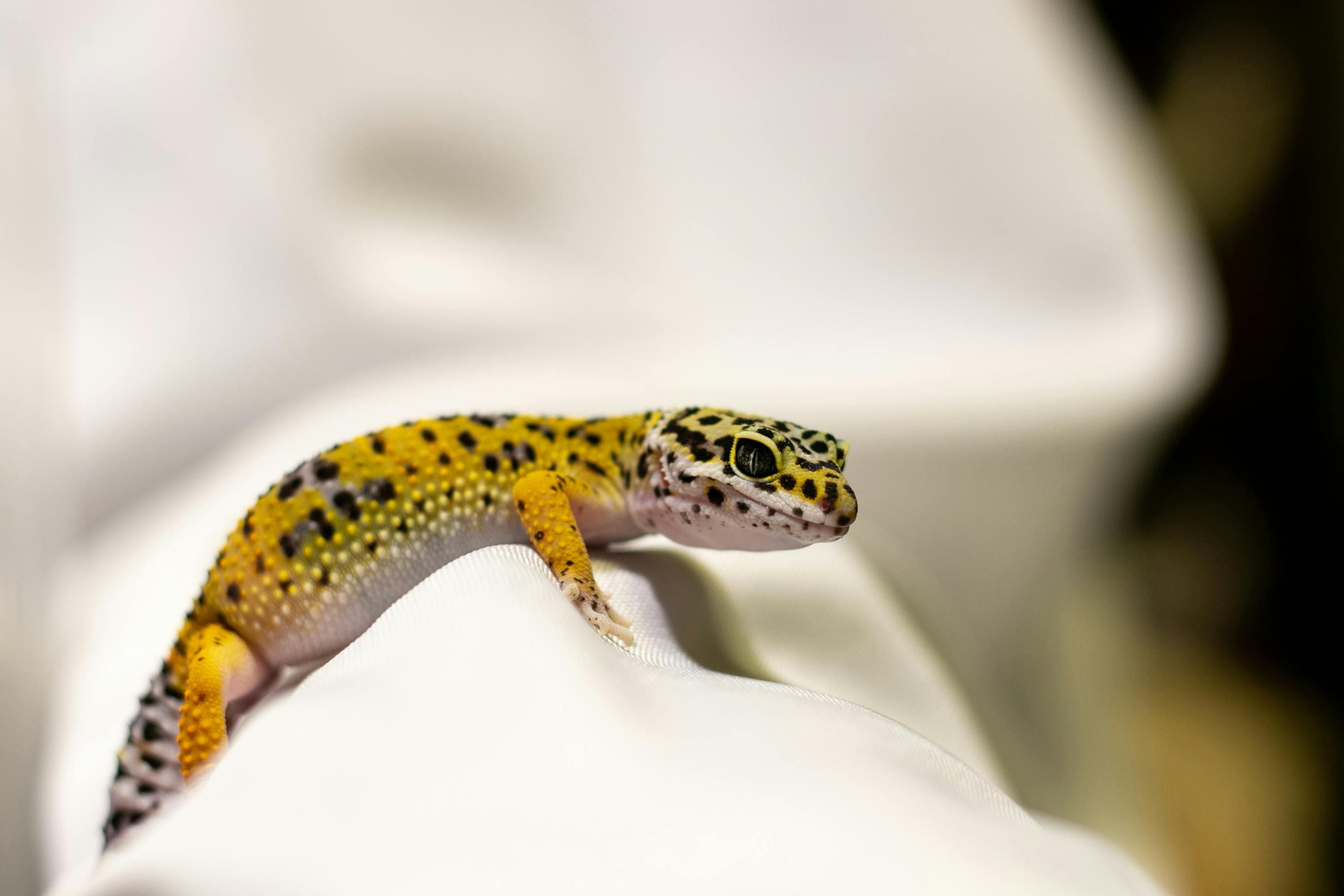 home remedies to keep lizards