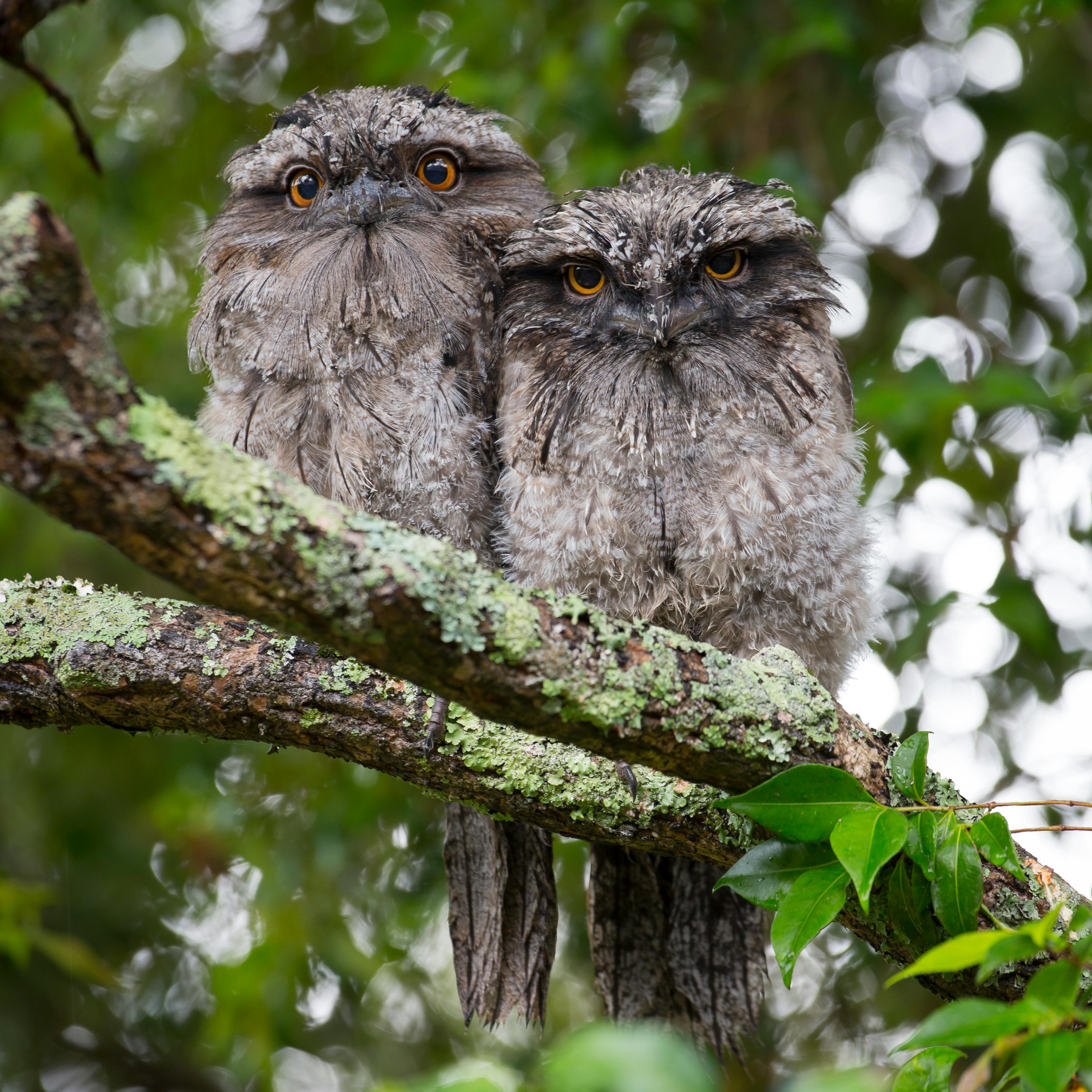 Owls Sleep During the Day