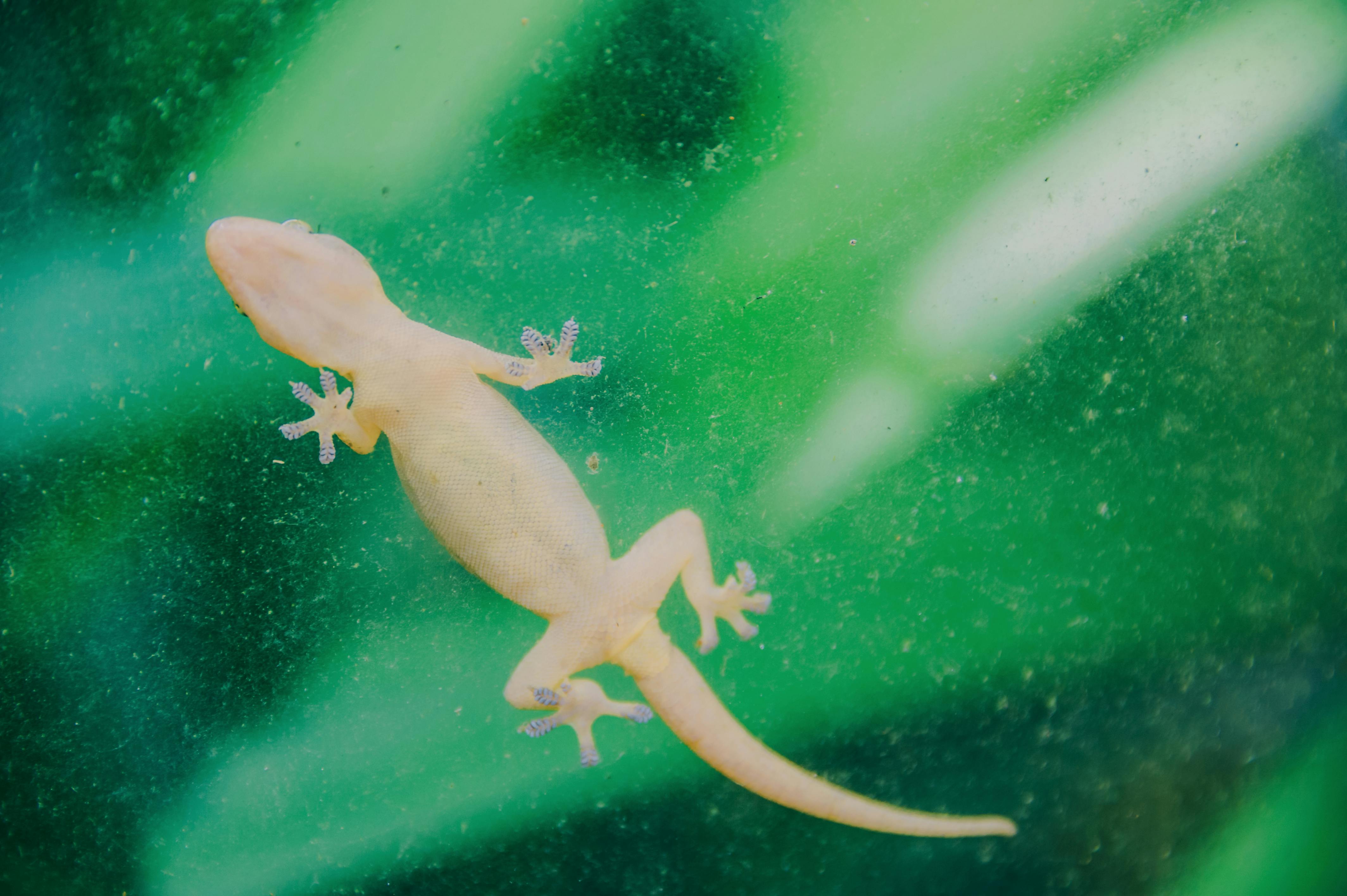 home remedies to keep lizards