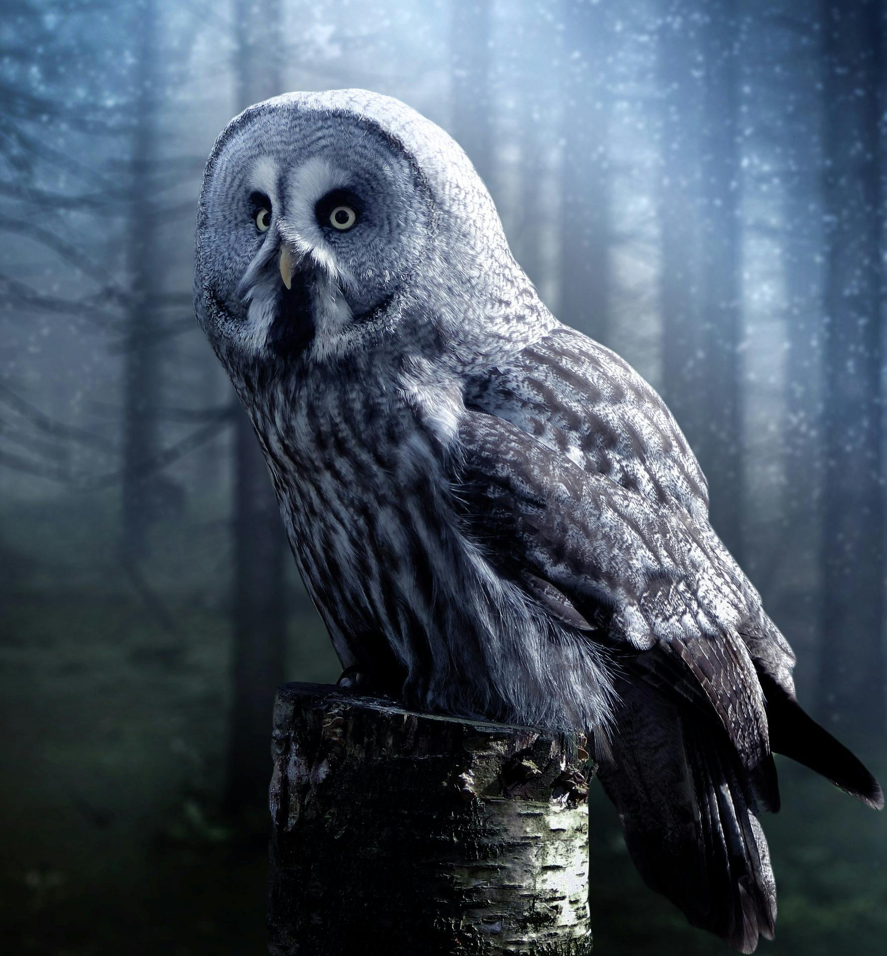 Owls Sleep During the Day