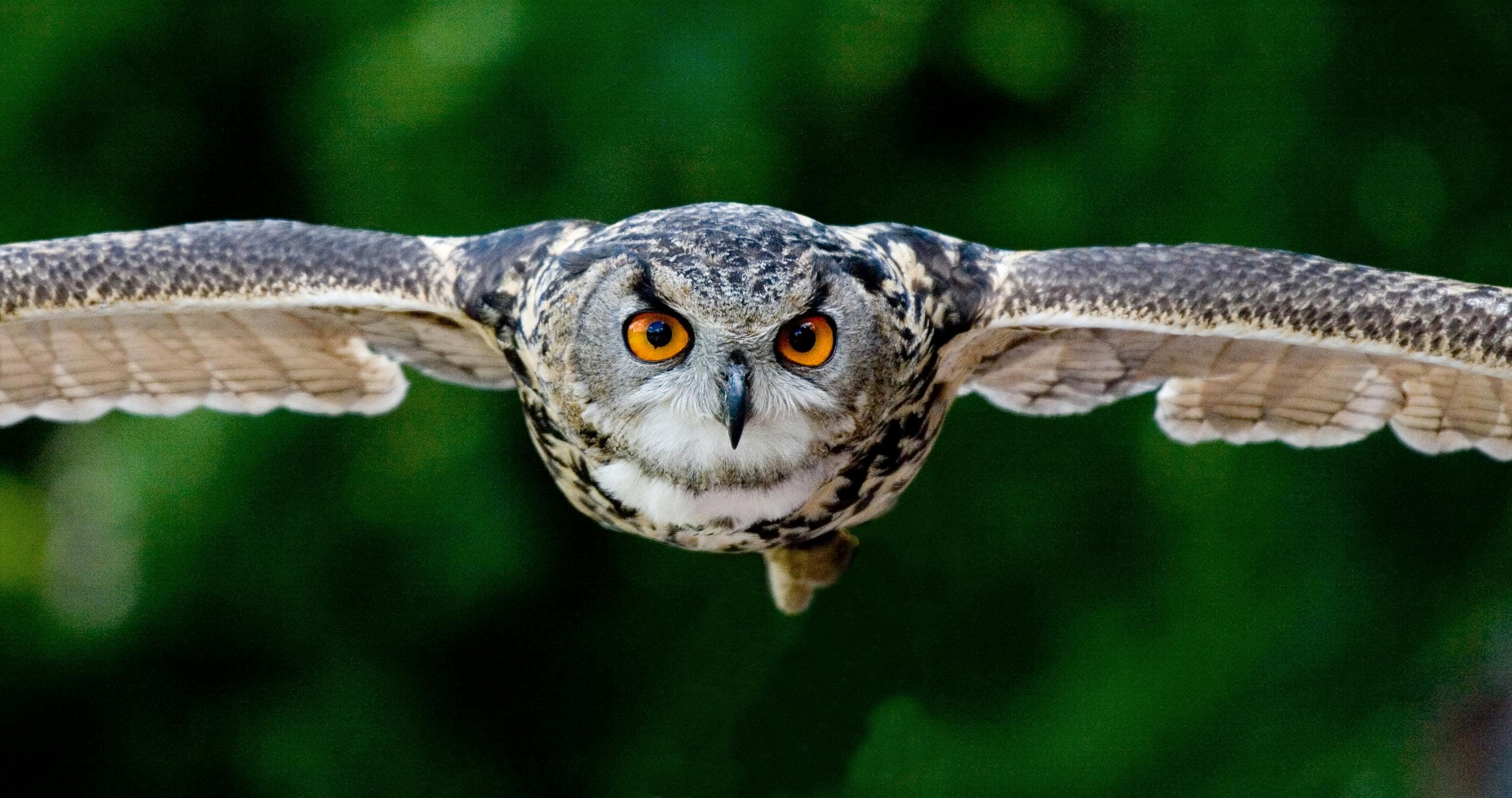 Owls Sleep During the Day