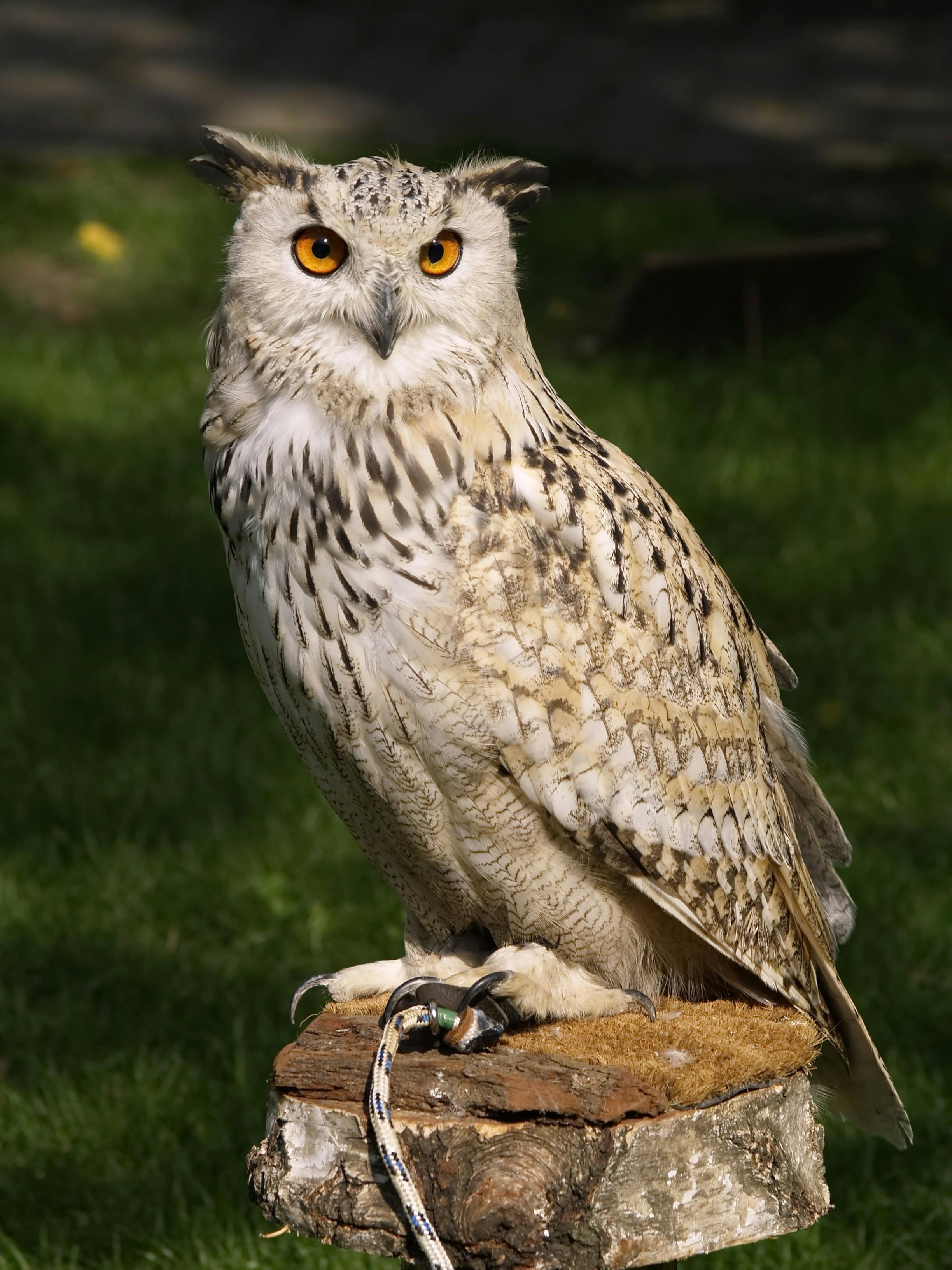 Owls Sleep During the Day