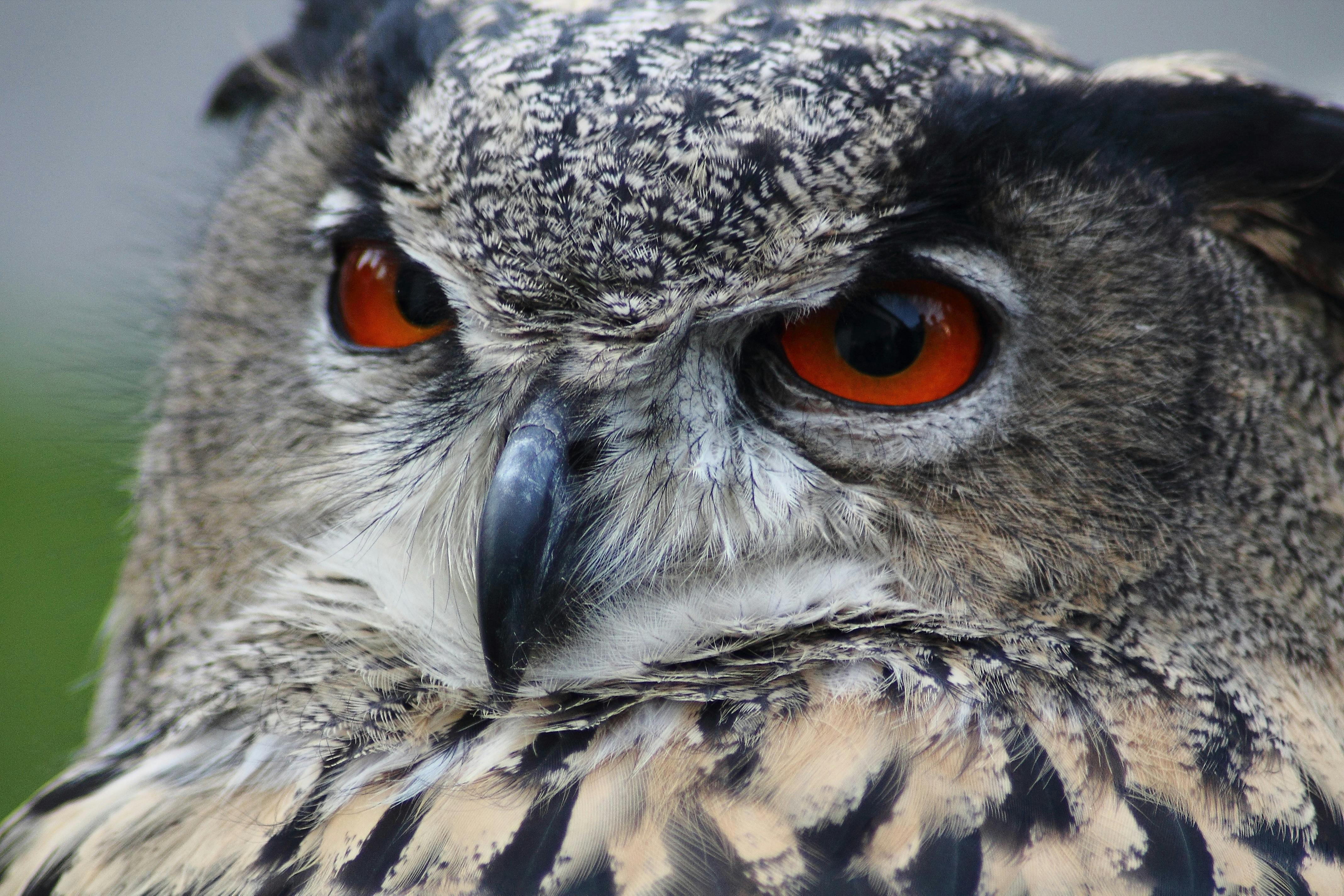 Owls Sleep During the Day