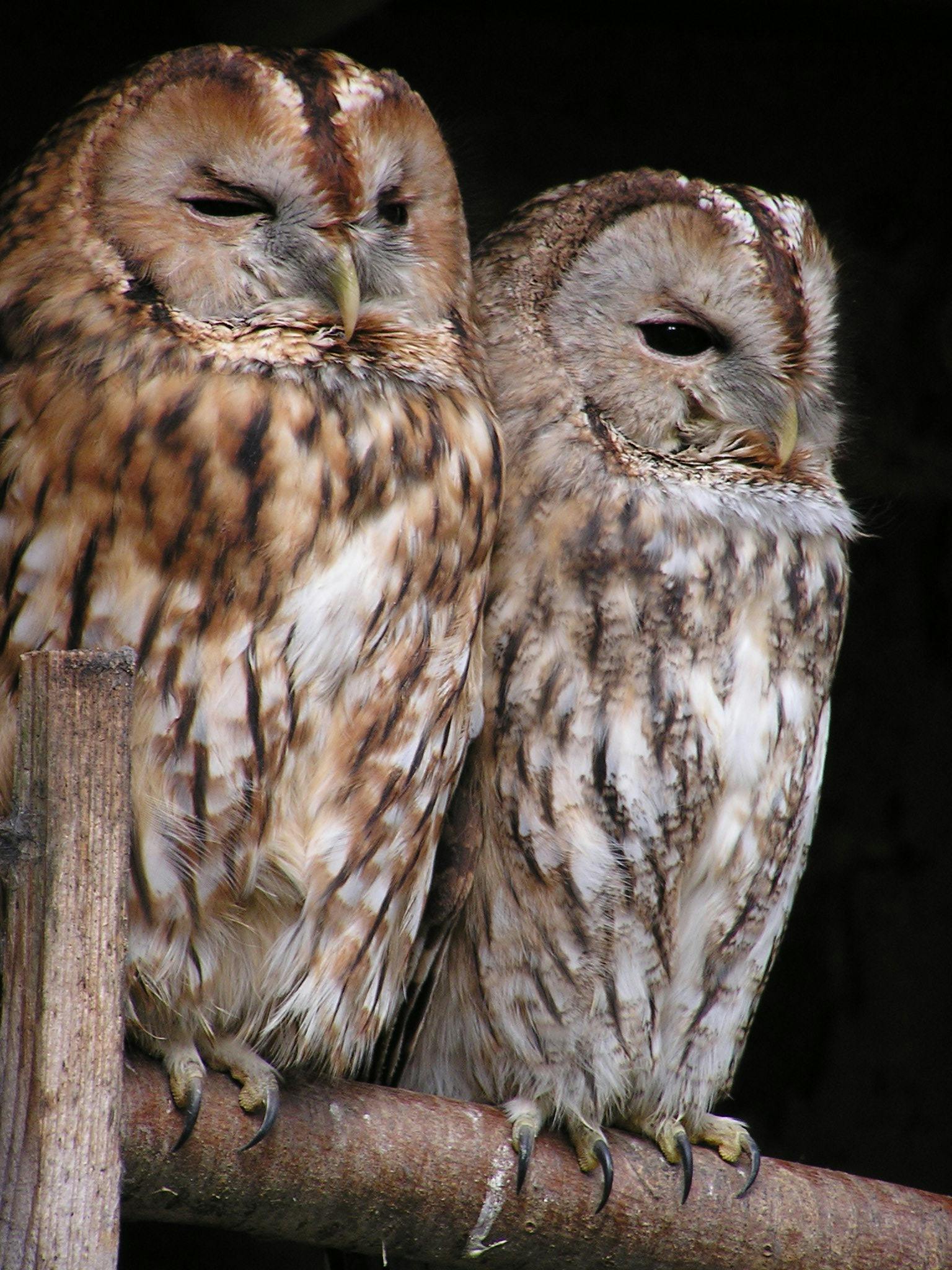 Owls Sleep During the Day