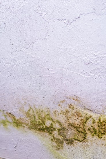 Safe Home: 7 Simple Tips to Keep Fungus Away During the Monsoon