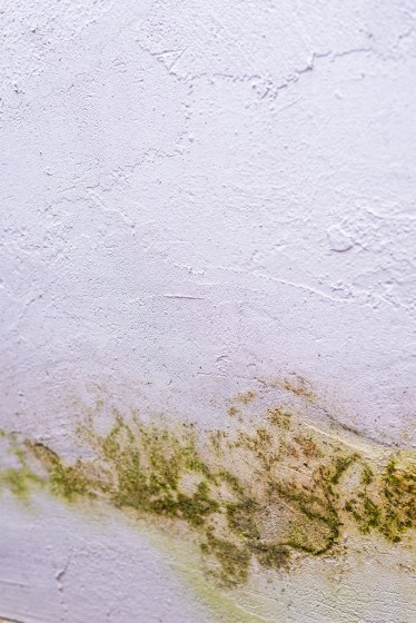  Safe Home: 7 Simple Tips to Keep Fungus Away During the Monsoon

