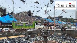 कबुतरखाना : भूतदया की अंधश्रद्धांची भूतबाधा?