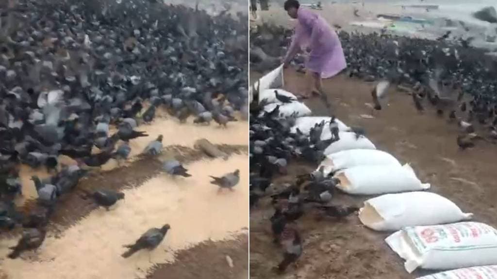 pigeons food at Girgaon Chowpatty