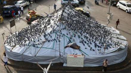 Mumbai pigeon feeding restrictions Minister Mangal Prabhat Lodha Mumbai Municipal Corporation Commissioner
