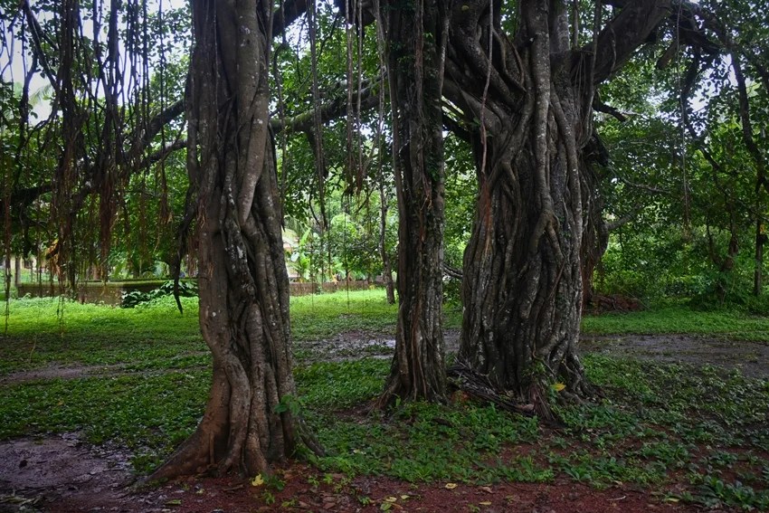 peepal tree beliefs vs science why sleeping beneath it at night is risky