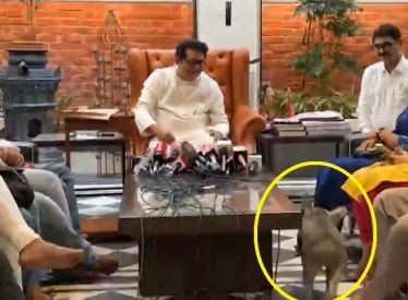 raj thackeray dog in press conference