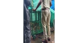 शिराळ्यात घरात शिरलेल्या बिबट्यास महिलेच्या सतर्कतेने पकडले…