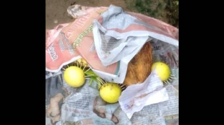Aghori act at Banda market in Sawantwadi