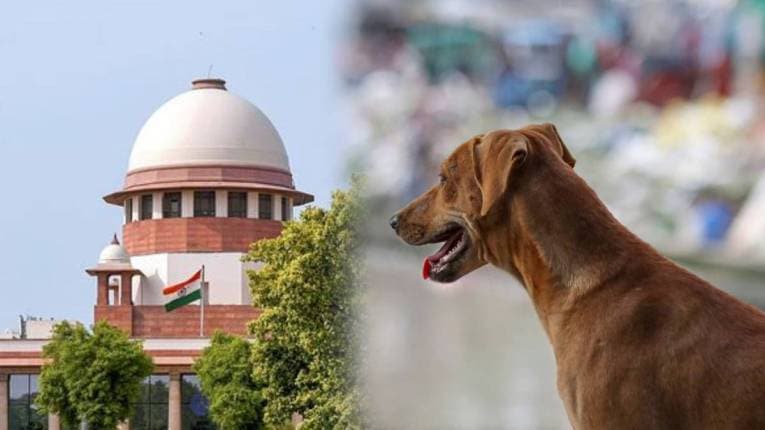 अधिकाऱ्यांच्या निष्क्रियतेमुळे समस्या!, भटक्या कुत्र्यांसंबंधी सुनावणीत सर्वोच्च न्यायालयाचे निरीक्षण