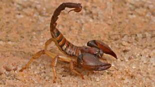 injection for scorpion sting
