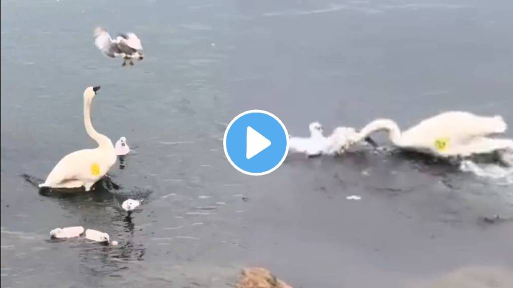 seagull and swan video viral