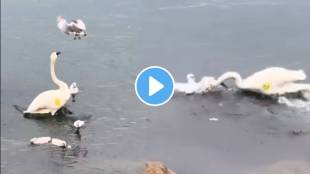 seagull and swan video viral