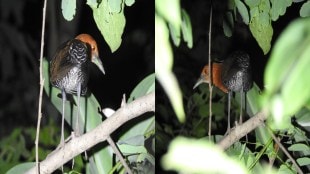 Mumbai aarey colony slaty legged crake sighting