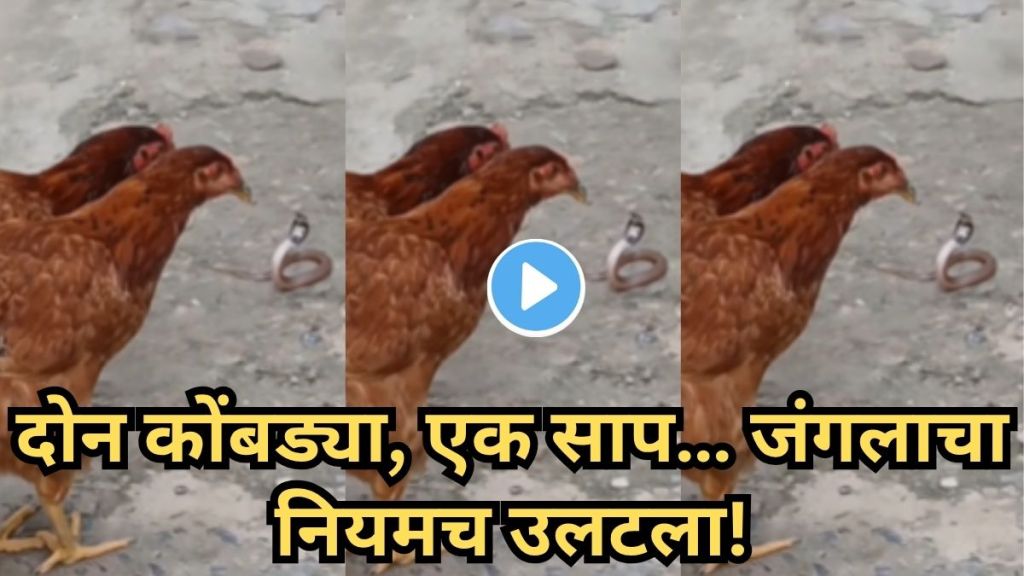Hens Attack Snake Video