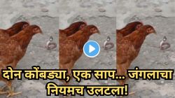 दोन कोंबड्या सापाशी भिडल्या, सापाने फणा काढला, पण गेम ओव्हर; Video चा शेवट पाहून डोळ्यांवर विश्वास बसणार नाही