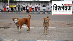 ८ लाख भटके कुत्रे, शेल्टर होम्सही नाहीत, सर्वोच्च न्यायालयाच्या आदेशानंतर काय करणार दिल्ली सरकार?