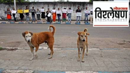 ८ लाख भटके कुत्रे, शेल्टर होम्सही नाहीत, सर्वोच्च न्यायालयाच्या आदेशानंतर काय करणार दिल्ली सरकार?