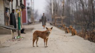 stray dogs in Mumbai
